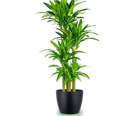 Mass Cane Tree