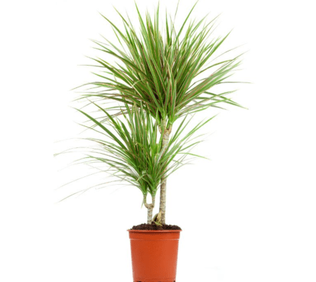 Unique Dracaena Tree