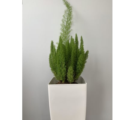 Foxtail Fern in a White Pot