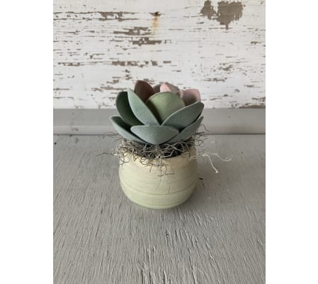 Tina Doorn Succulent Pottery