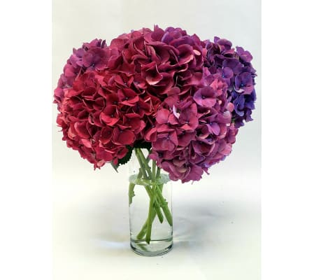 Purple Hydrangeas to Die For!