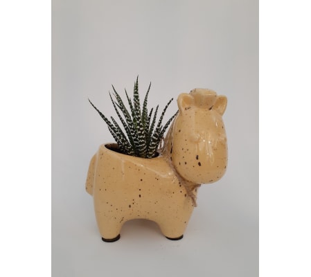 Zebra Succulent (Haworthia)