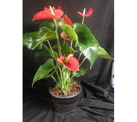 Lovable Hearts Anthurium Planter