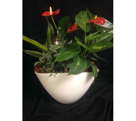 oval mixed anthurium planter