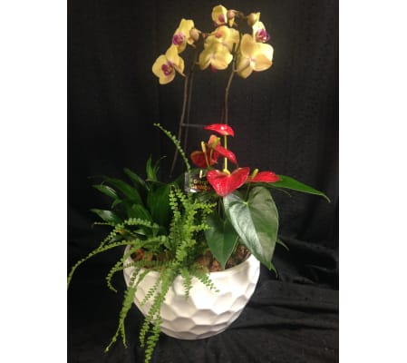 round orchid and anthurium planter