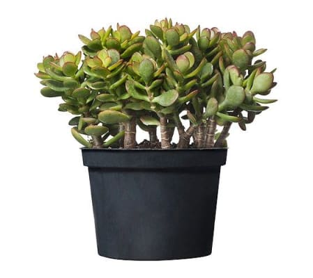 Jade Plant