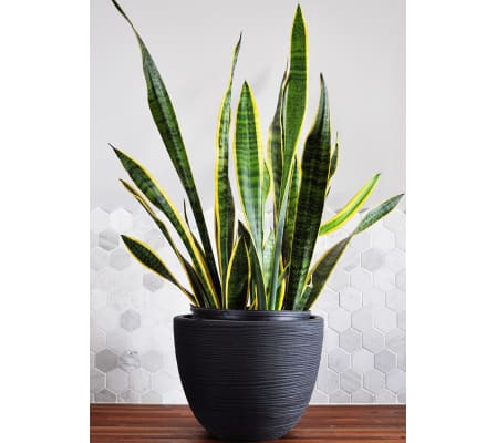 Snake Planter