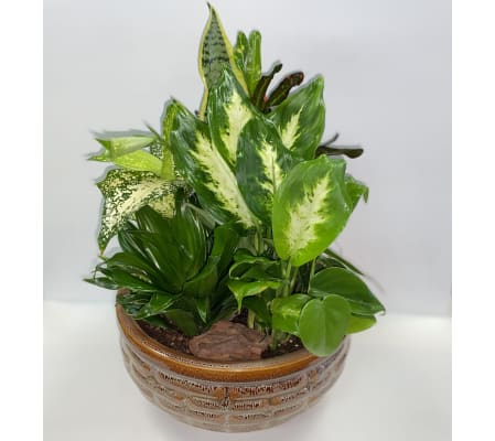 Indoor Ceramic Planter