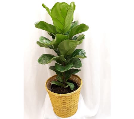 Ficus Lyrata