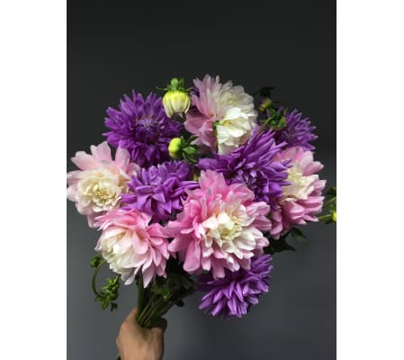 Dahlia Delights