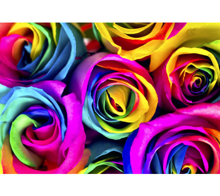 Dozen Rainbow Roses in a Vase