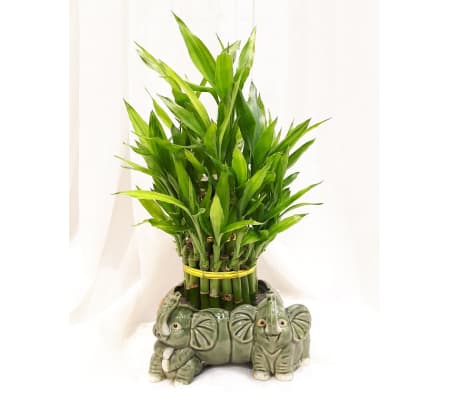 Lucky Bamboo in Elephant Vase