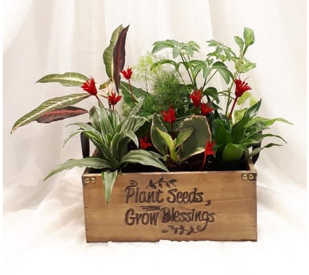Plants in Wooden Box