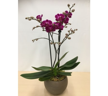 Purple Phaleanopsis Orchid