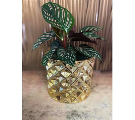 Calathea Pinstripe Plant