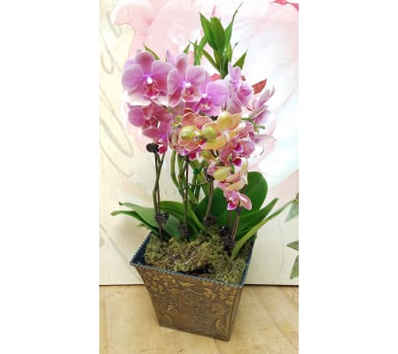 petite orchid gardens by Twigs