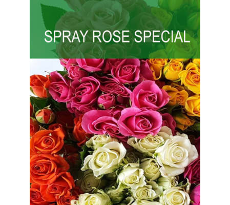 Wrapped Spray Rose Special