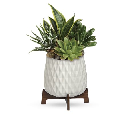 Modern Mood Succulent Planter