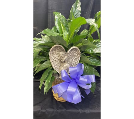 ANGELIC PEACE LILY