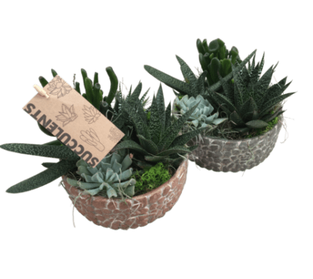 Small Pebble Succulent Planter