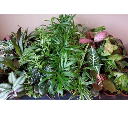 Green House plants assortment
