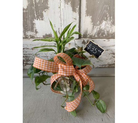 Fall Farmhouse Plant Arrangement