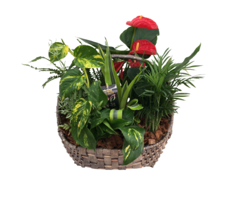 Giant Wicker Basket Planter