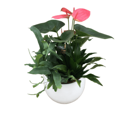 Round Anthurium Planter