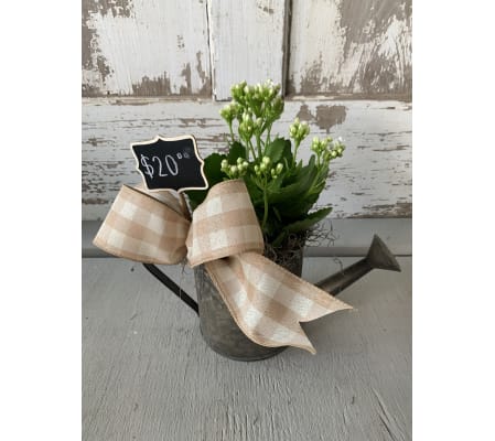 Watering Can with Kalanchoe
