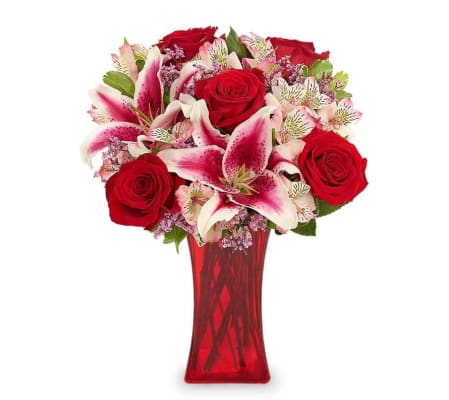 Stargazer Red