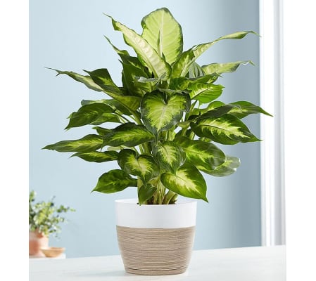 Dieffenbachia Plant (Dumb Cane)
