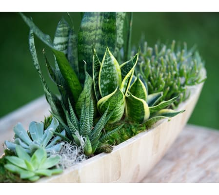 Sculpted Succulent Garden