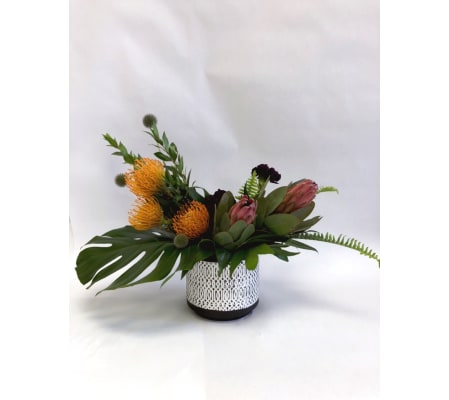 Modern Tropical