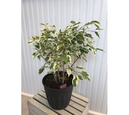Potted Varigated Ficus