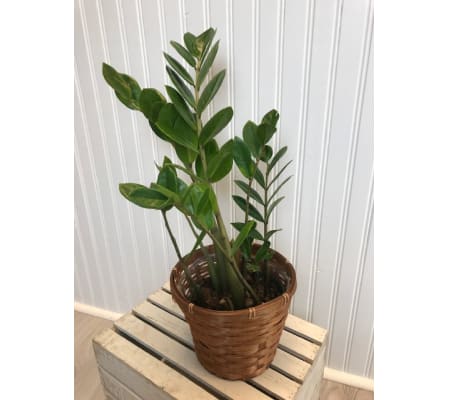 Potted ZZ Plant