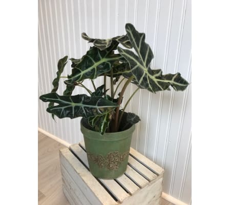 Potted Alocasia Polly