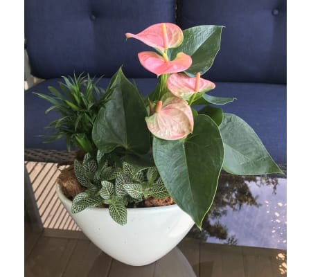 Ceramic Bowl Garden