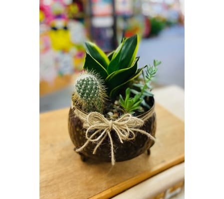 Cactus Garden - Individual Plants Vary