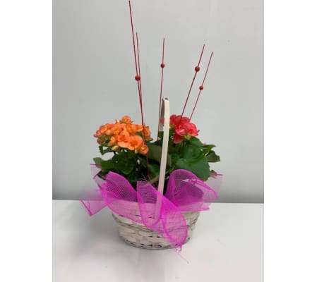 Contemporary Flowering Basket