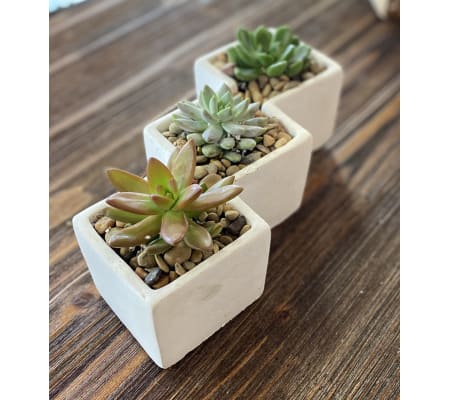 Cactus Trio