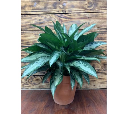Assorted Tropical Planters
