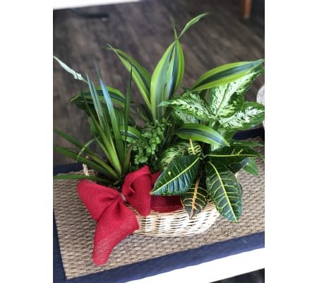 My green garden basket