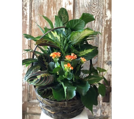 Basket Dish garden