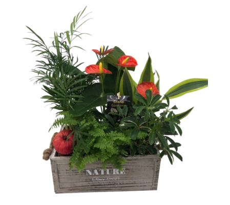 Tropical Box