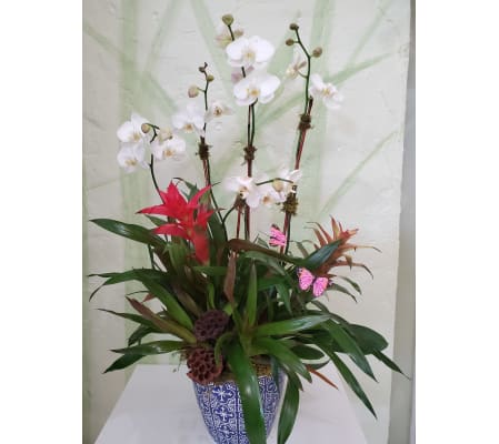 Tropic Orchid Garden