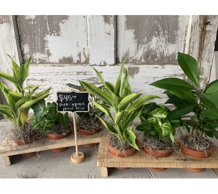 Pull-Apart Plant Trio