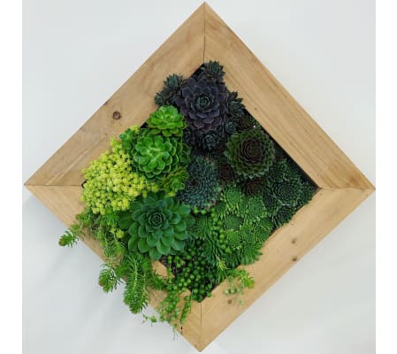 Living Succulent Box