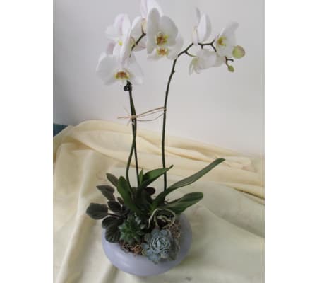 Orchid and Succulent Planter