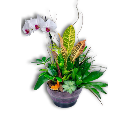 Lovely Snowy Orchids in Ceramic Pot