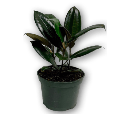 Vibrant Palm Rubber Plant in Green Planter